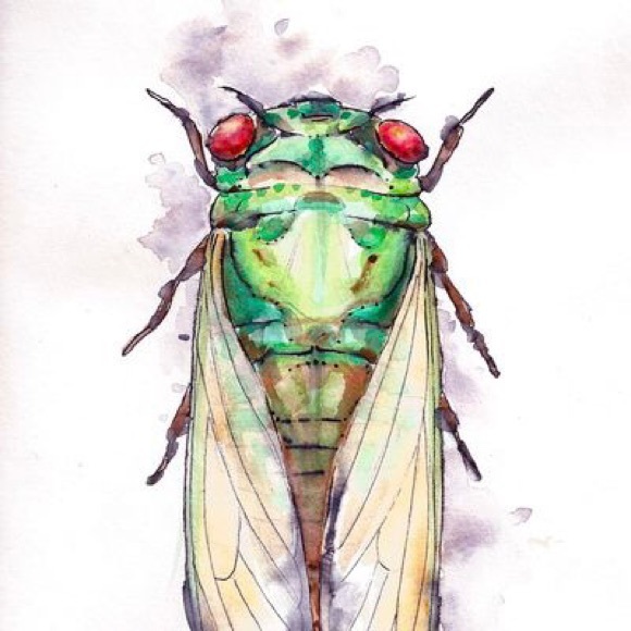 sacredcicada12